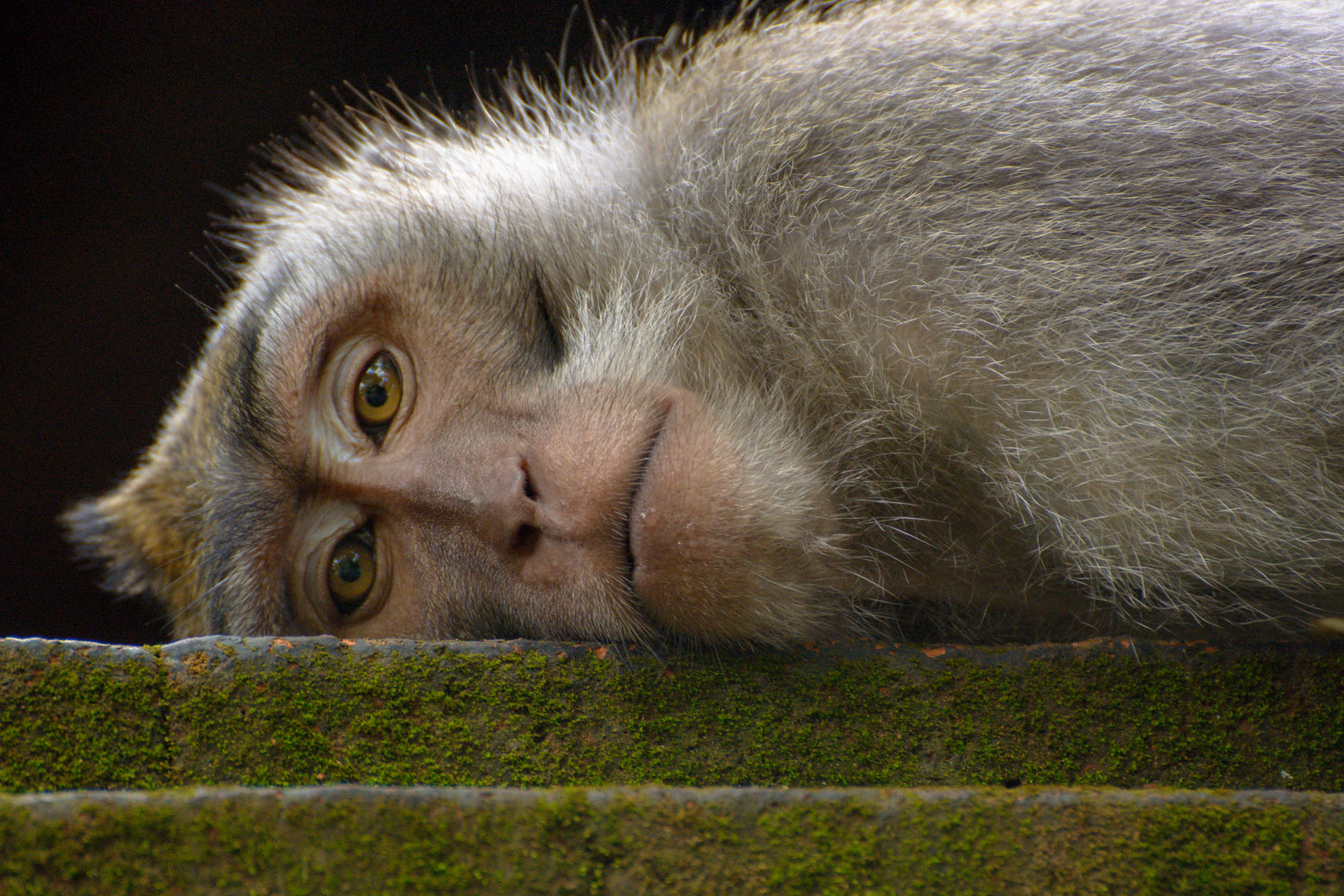 Ubud Monkey Forest