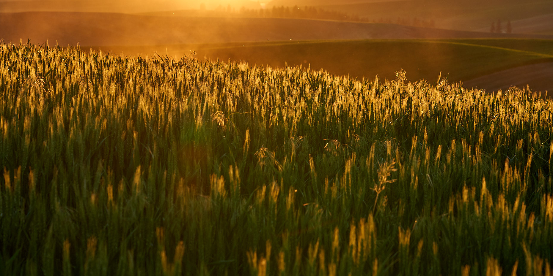 Glowing Gluten