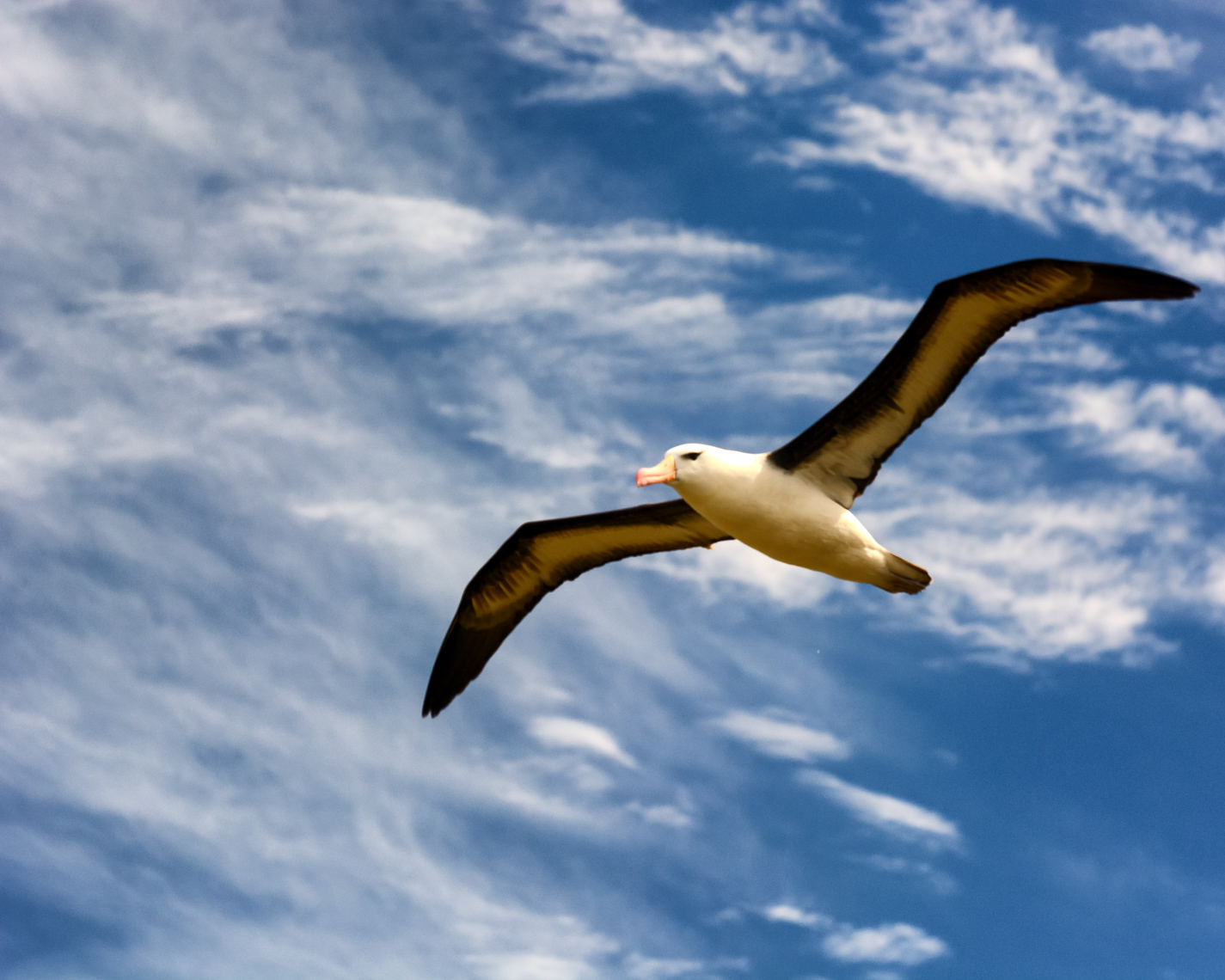 In Flight