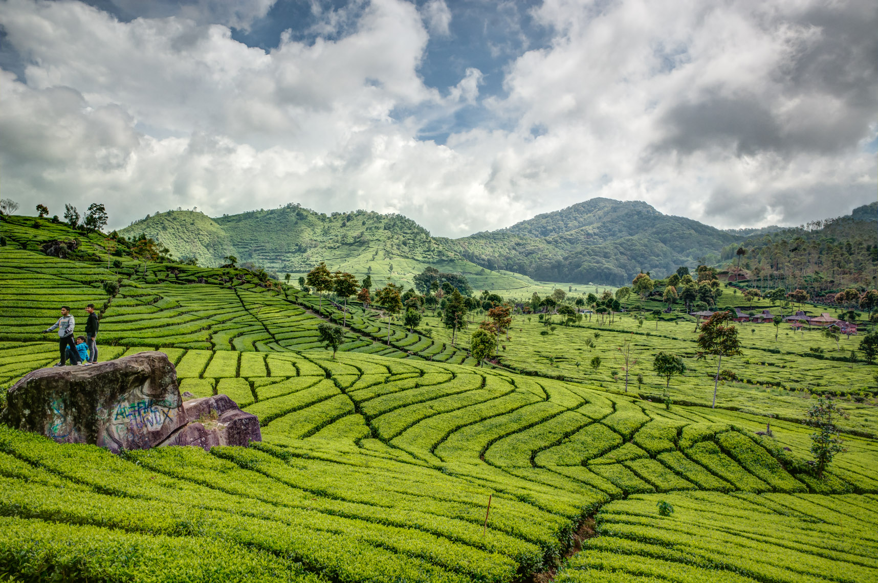 Indonesian Tea Field