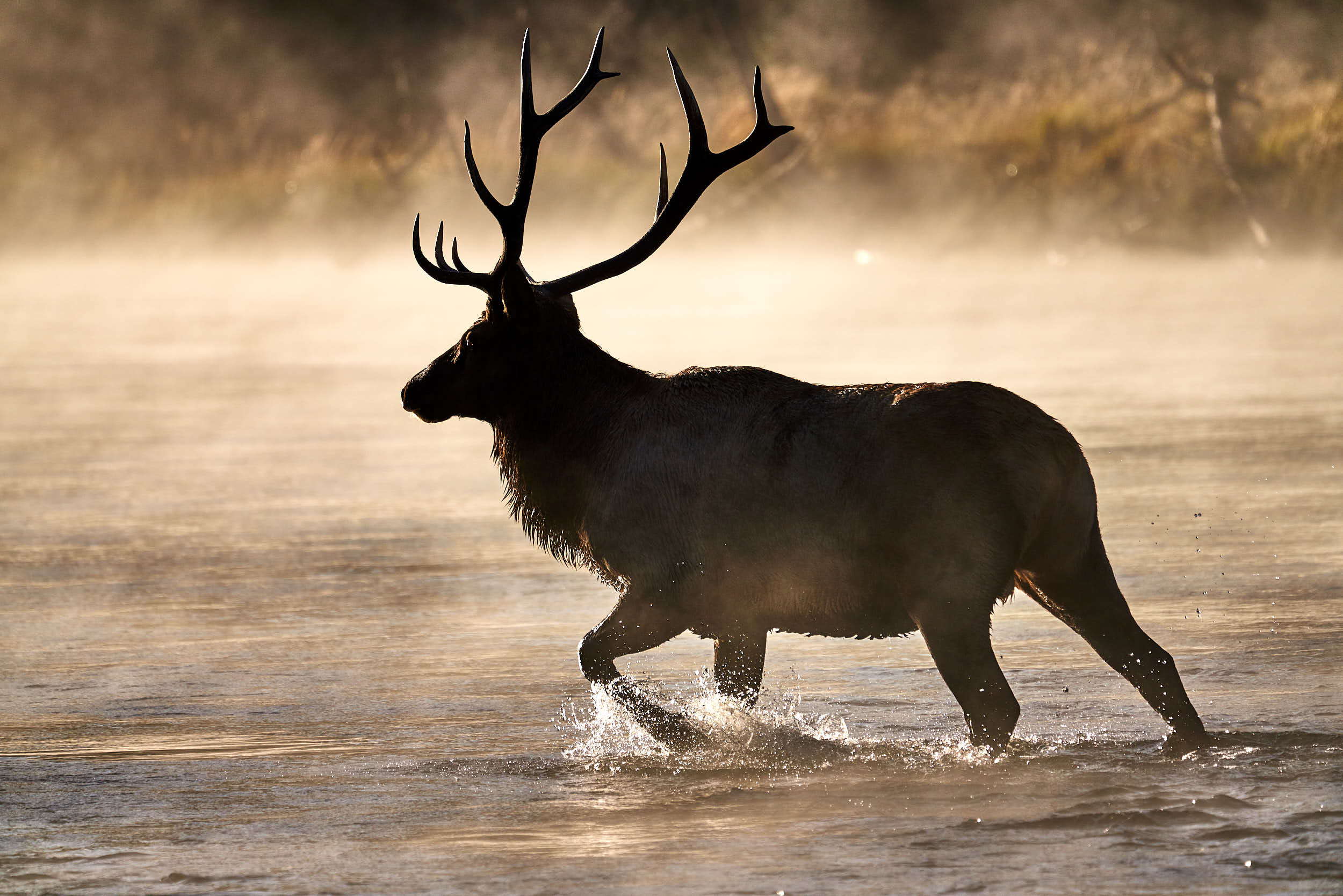 Madison River Elk