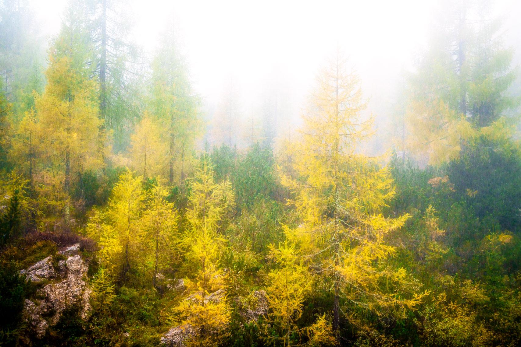 Mystical Larch