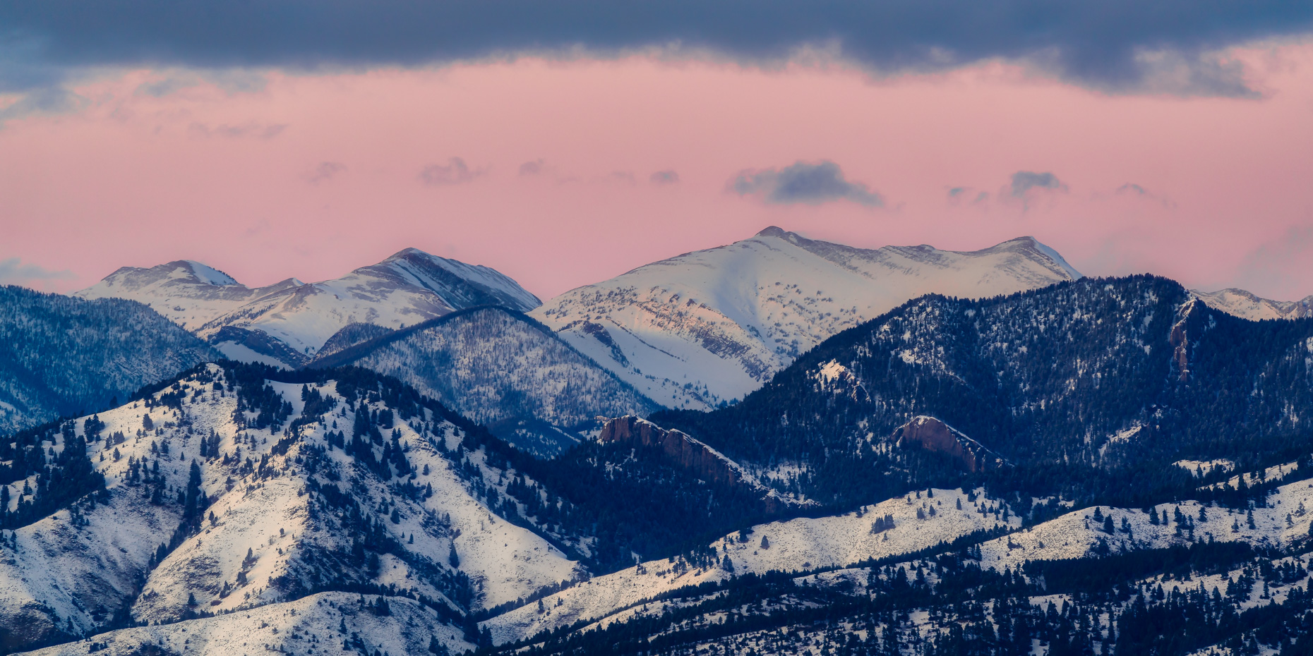 PinkBridgers